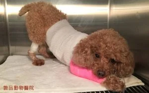 狗狗胰臟炎腹痛症狀