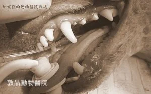 獸醫牙科專家正在為狗狗洗牙：COHAT完整流程展示，包含麻醉管理與專業牙齒清潔技術