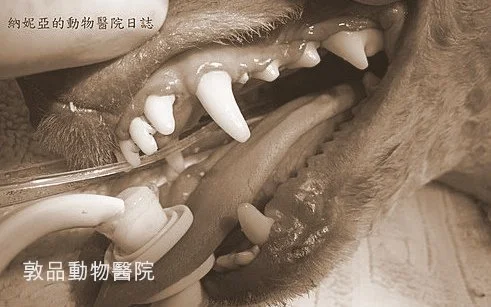 獸醫牙科專家正在為狗狗洗牙:COHAT完整流程展示,包含麻醉管理與專業牙齒清潔技術