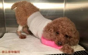 犬胰臟炎 疼痛樣