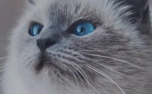 敦品動物醫院貓專科醫院