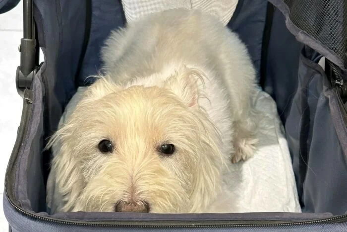 white dog shaker synodrome