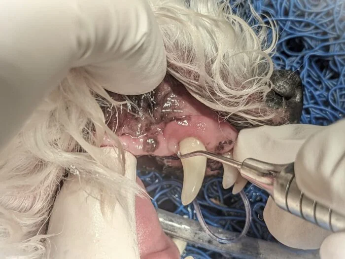 狗牙科探針檢查