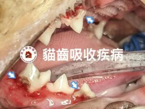 敦品動物醫院 貓齒吸收疾病