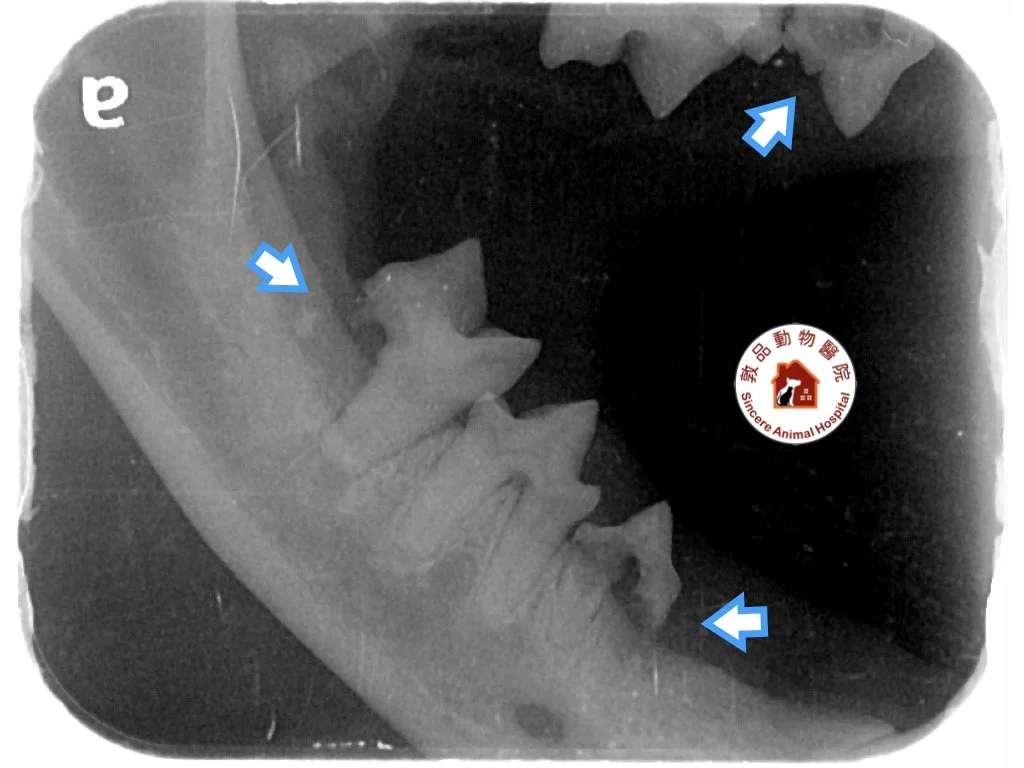 貓齒吸收疾病Ｘ光片