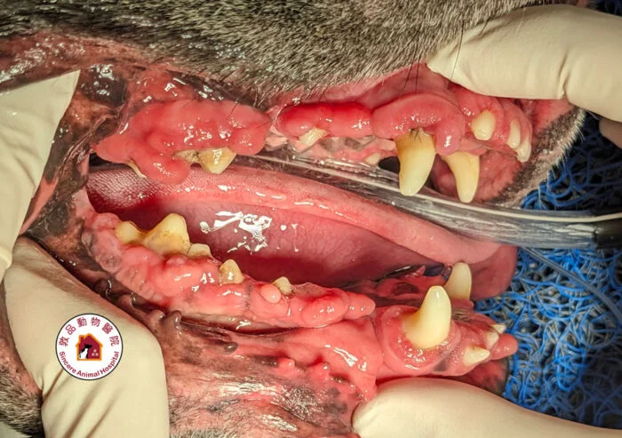 狗狗牙齦增生的原因與治療方法解析