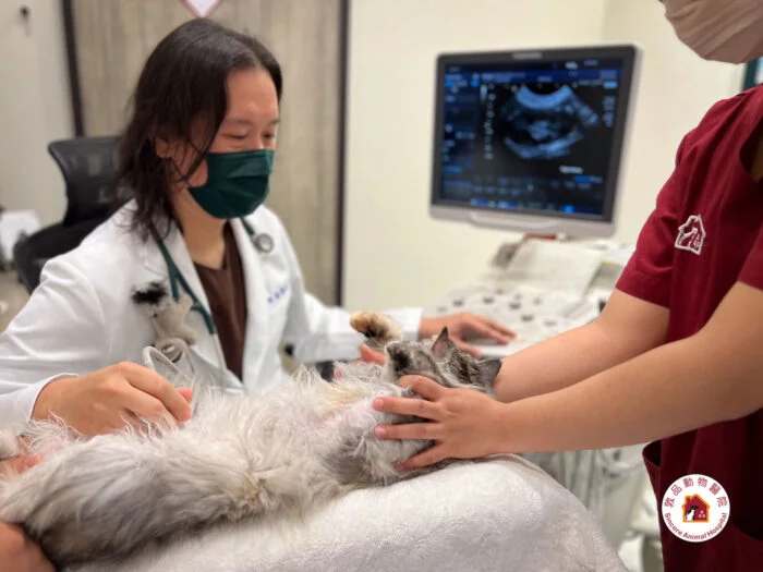 敦品動物醫院劉榮宗獸醫師，有專業腹腔超音波與心臟超音波