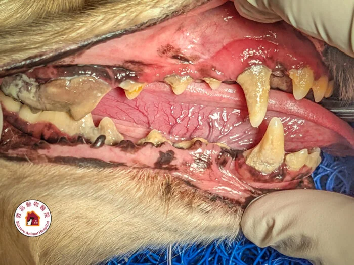 狗貓 牙齦流血 牙結石 牙周病