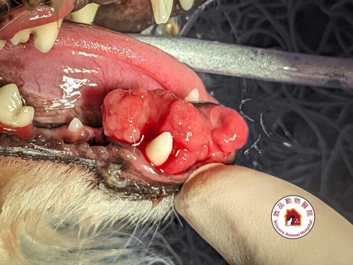 造釉細胞瘤 牙源性腫瘤 狗口腔腫瘤 Ameloblastoma an odontogenic tumor